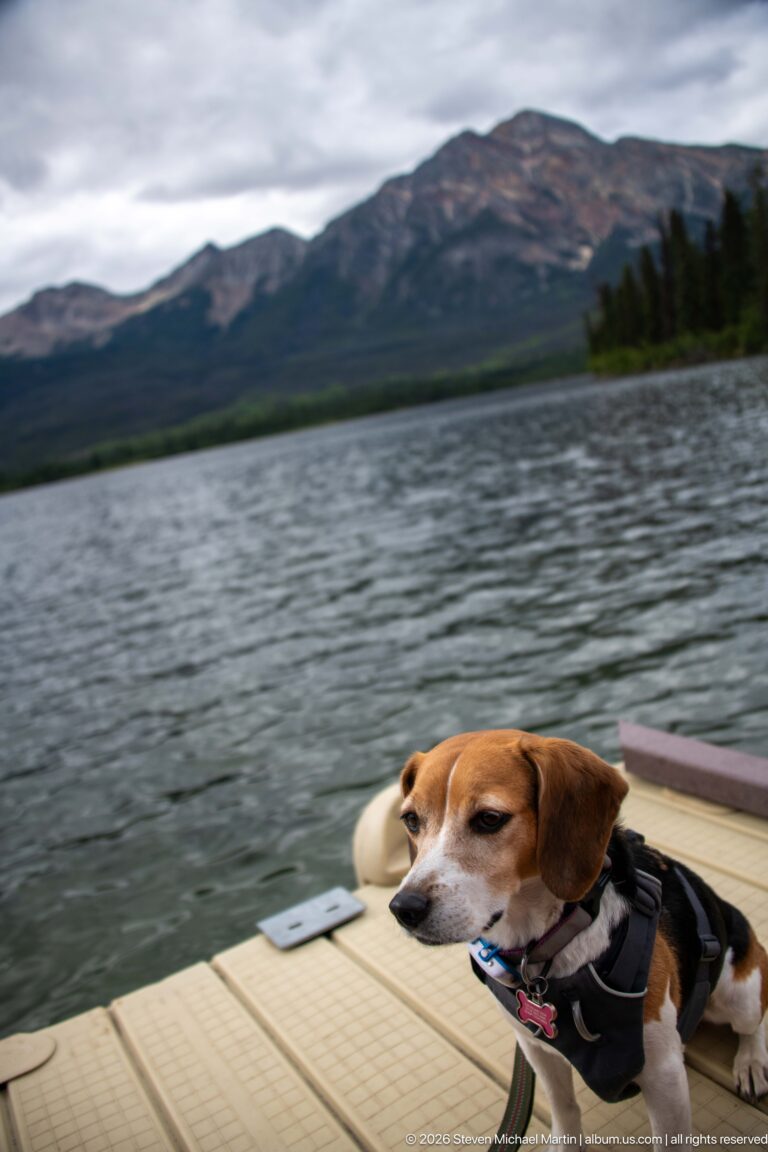 Beagle in profile on a floating dock, with rippled lake water and a broad mountain ridge behind.