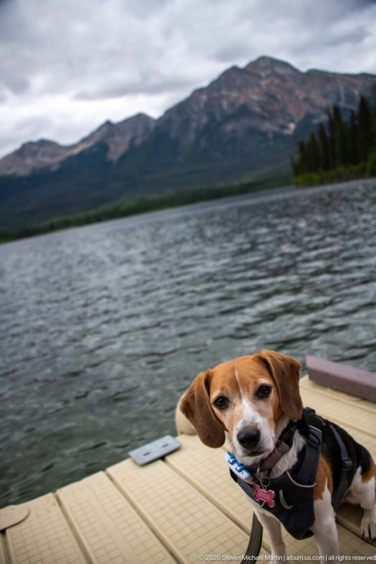 Close view of a harnessed beagle on a floating dock with lake and mountain slope behind.