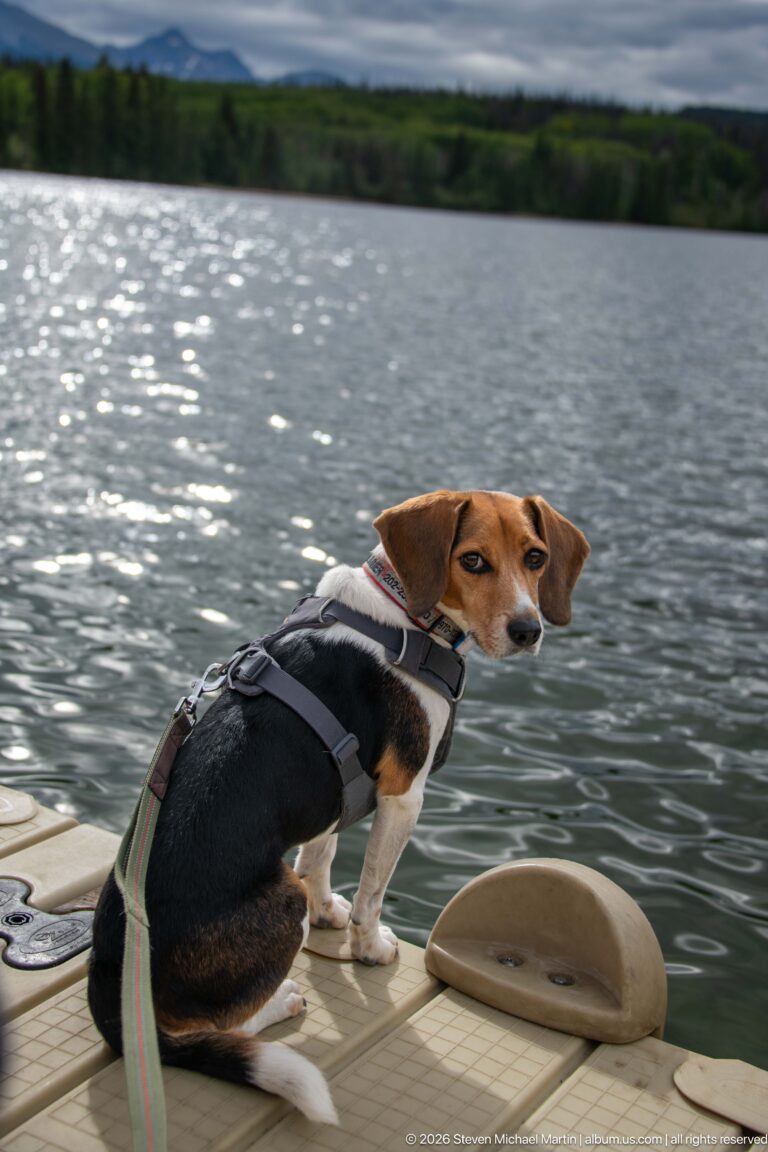 Harnessed beagle standing on a floating dock beside sparkling lake water.
