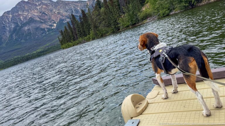 Beagle in profile at a dock edge overlooking rippled Pyramid Lake and a forested mountain shoreline.