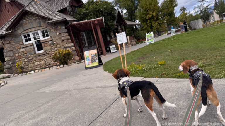 Two leashed tricolor beagles walking toward the stone-and-timber Jasper Information Centre across a paved path.