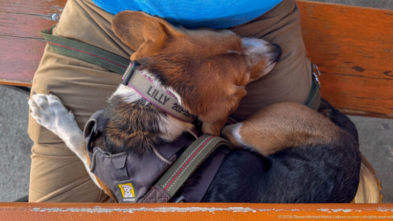 Tricolor beagle wearing a harness and collar, curled on a seated person's lap with one white paw extended.