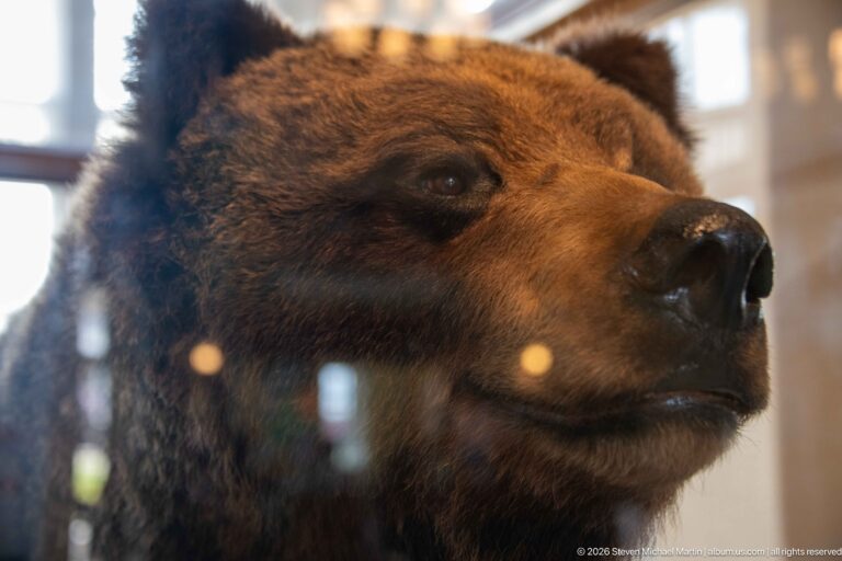Close view of a brown-furred taxidermy bear head behind reflective glass inside Jasper railway station.
