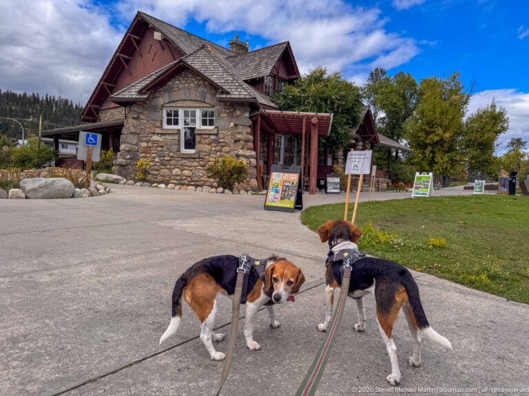 Two leashed tricolor beagles on a paved path outside the rustic stone Jasper Information Centre.