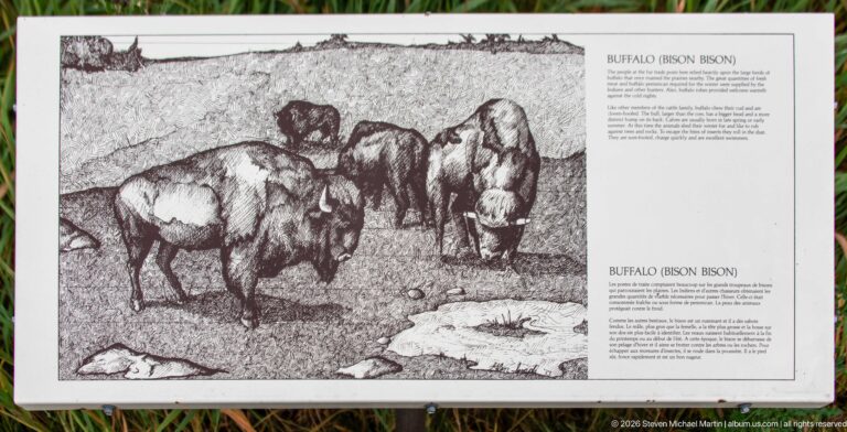 Bilingual buffalo or bison panel with black-and-white illustration of several bison standing together on open ground.