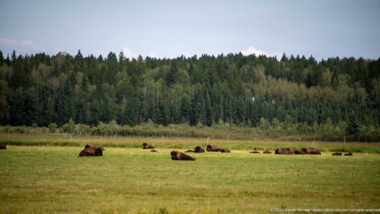 Wide meadow with scattered bison and a dense forest beneath a cloudy sky.