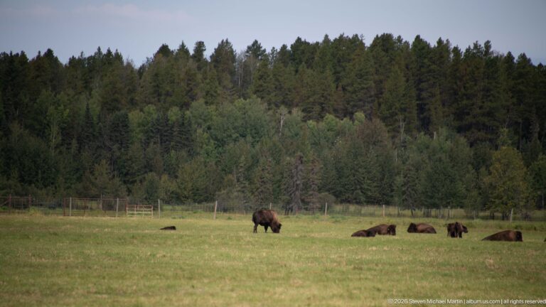 One bison grazes while several others rest across a broad meadow below forest.