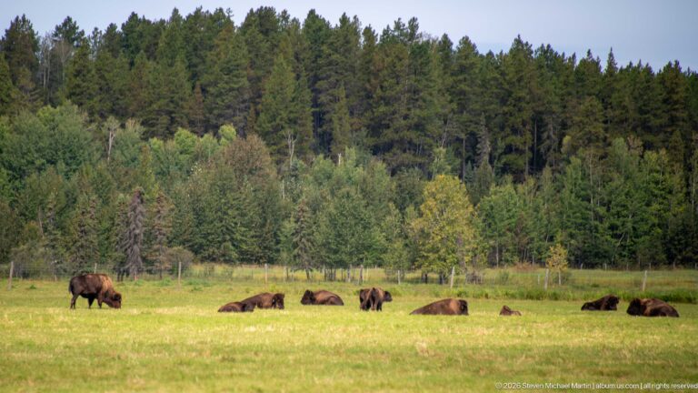 Bison herd resting and grazing in a meadow bordered by dense forest.