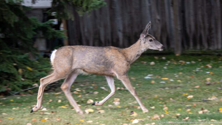 Mule deer walking across a grassy lawn with one foreleg extended.