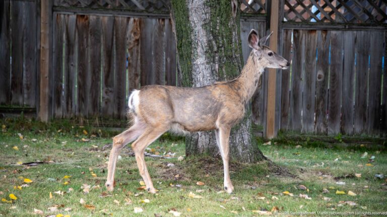 Full-body mule deer standing beside a tree on grass in front of a wooden fence.
