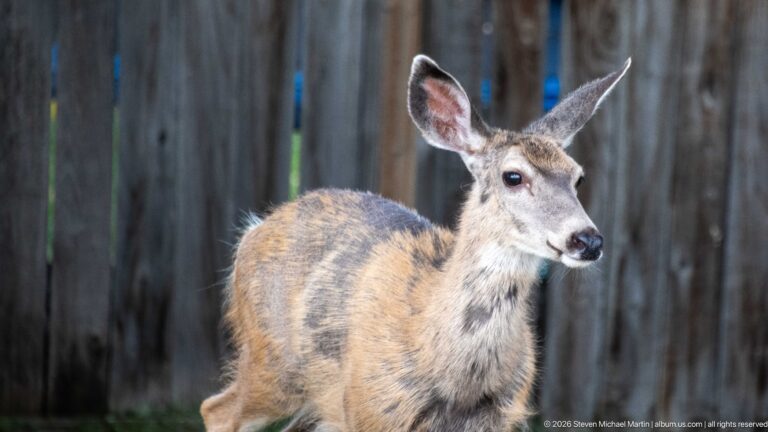 Mule deer standing nearly frontal in front of a blurred vertical wooden fence.