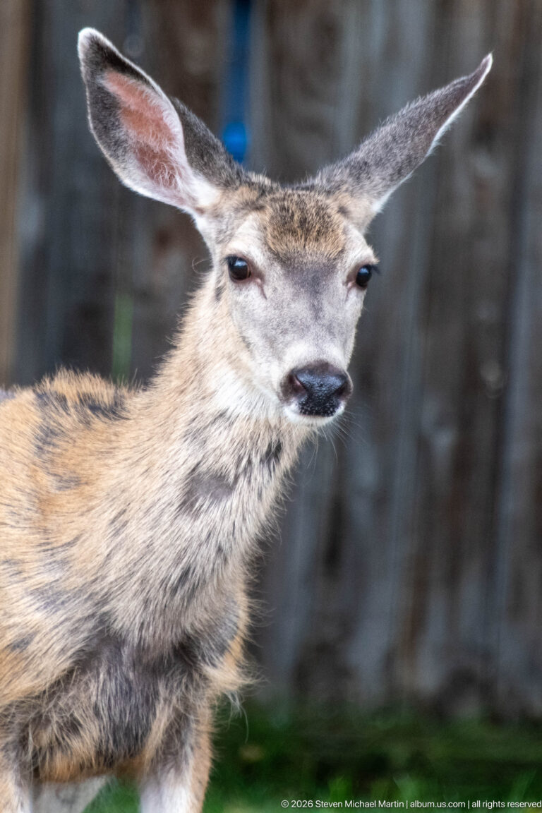 Close view of a mule deer with large ears against a blurred wooden background.