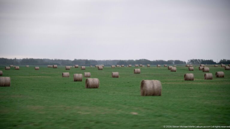 Numerous round hay bales scattered across a broad green field beneath a pale cloudy sky and distant tree line.