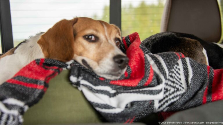 Brown-and-white beagle resting its head on a red, black, white, and gray blanket inside a vehicle.