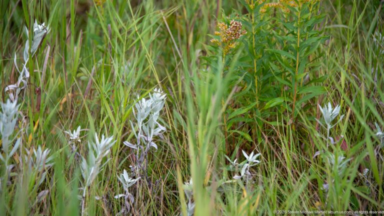 Silvery-white leafy plants growing among tall green grasses and mixed reddish meadow vegetation.