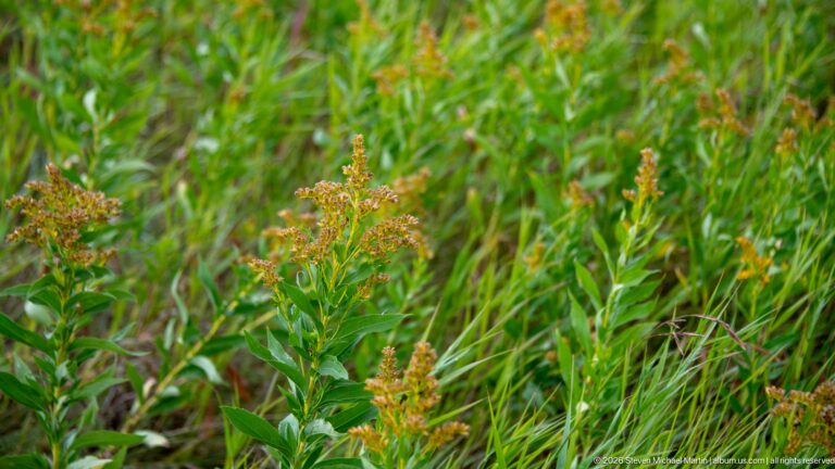 Leafy green meadow plants topped with dense orange-brown seed or flower clusters among tall grasses.