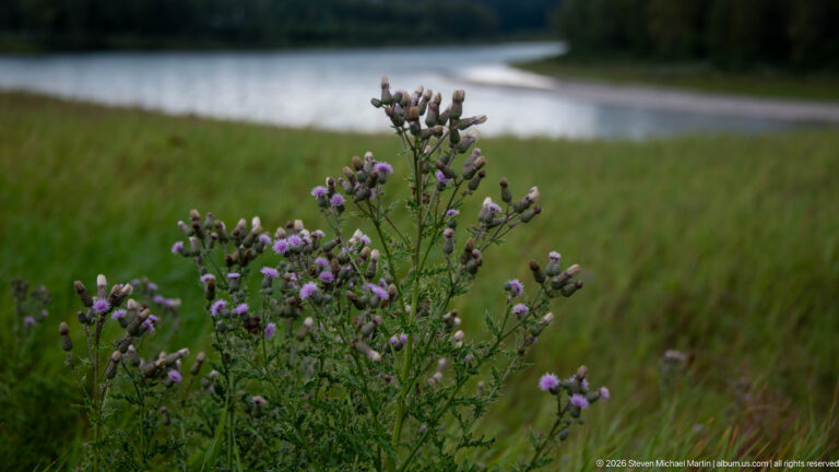 Tall branching thistle-like plants with purple flowers and pale buds growing in grass beside a softly focused watercourse.