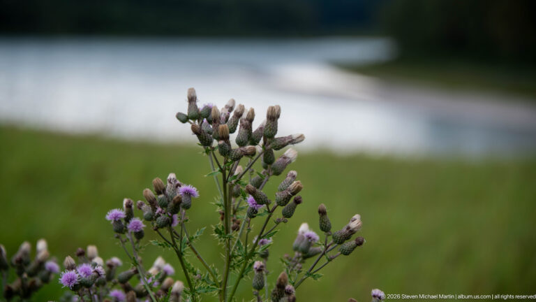 Purple thistle-like flowers and pale buds on branching stems, with a blurred watercourse and green bank behind them.