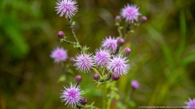 Cluster of purple thistle-like flowers and rounded buds on branching green stems against softly blurred meadow vegetation.