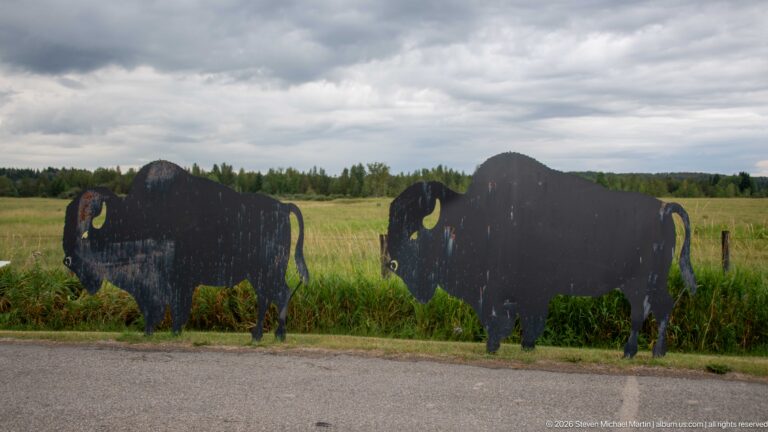 Two dark painted bison cutouts with yellow horn details standing in tall grass beside a paved road.