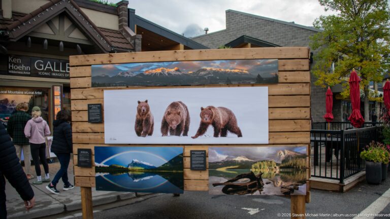 Large bear and mountain prints fill a wooden outdoor display beside a gallery entrance.