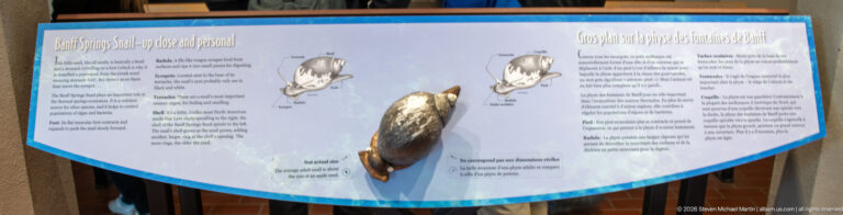 A raised snail model sits between anatomical diagrams on a bilingual thermal-spring exhibit.