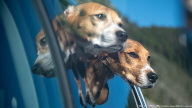 A beagle peers from an open vehicle window while its face reflects in the glass.