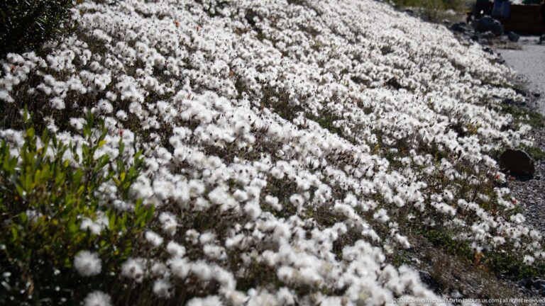 White seed tufts grow among green leaves and stones on a gravelly alpine slope.