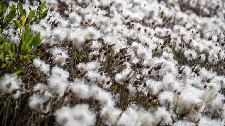 White cottony seed heads cover a meadow of thin stems and green leaves in shallow focus.