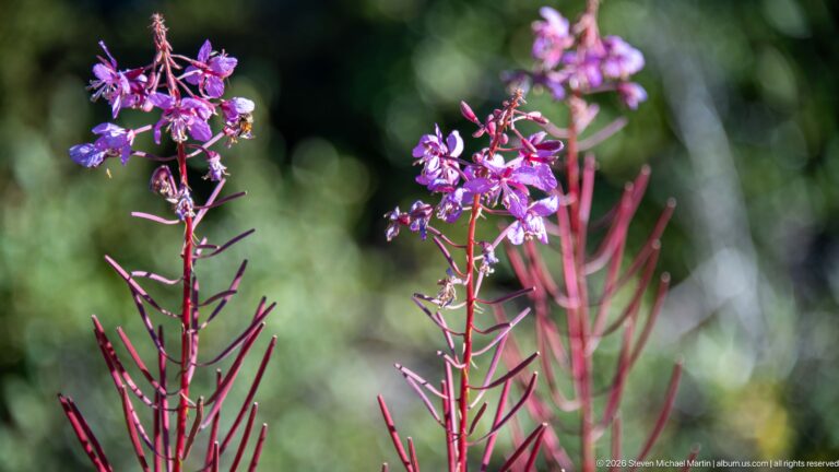 Magenta fireweed blossoms and narrow leaves stand in sharp focus against blurred green foliage.