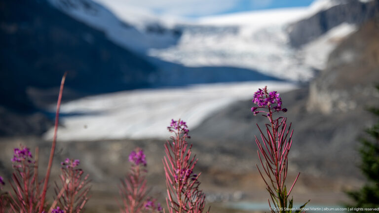Magenta fireweed flowers are in sharp focus against a blurred glacier and rocky mountain wall.