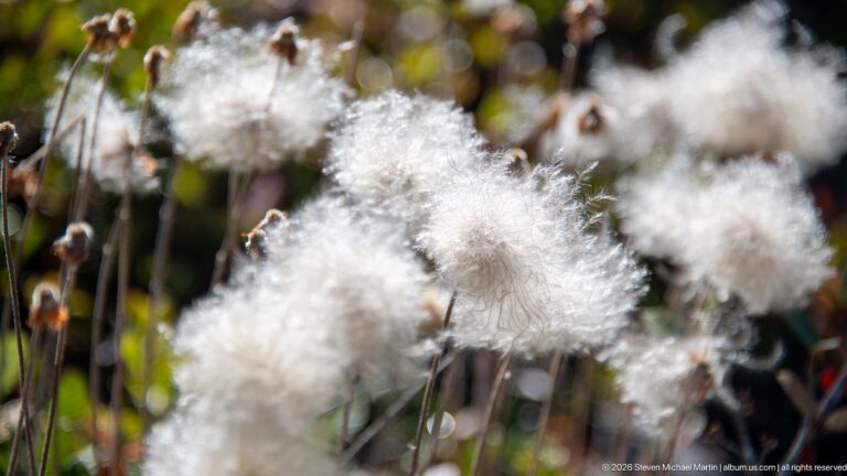 Fluffy white seed heads and dark flower spikes rise from green alpine grasses in shallow focus.