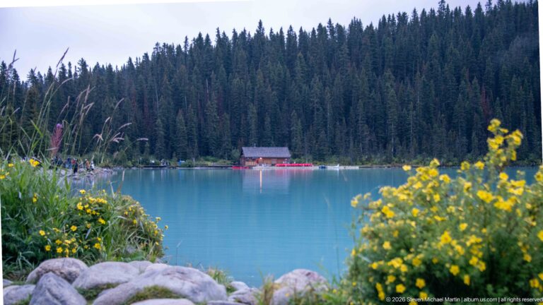 Yellow wildflowers and shoreline stones frame turquoise Lake Louise, with a boathouse and red canoes across the water.