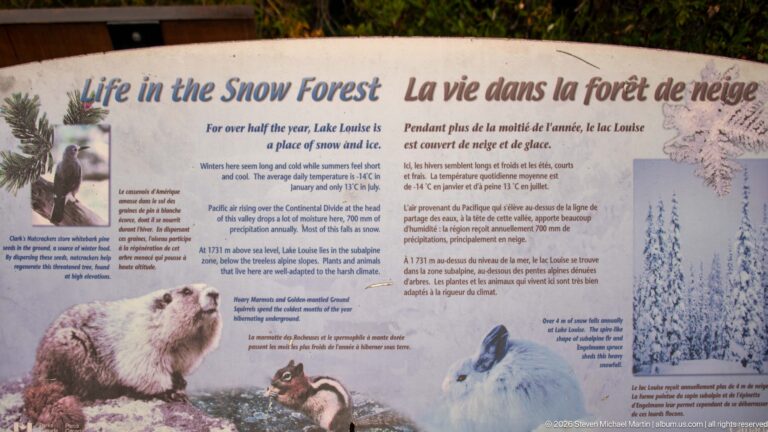A “Life in the Snow Forest” panel shows wildlife illustrations, including a mountain goat, beside explanatory text.