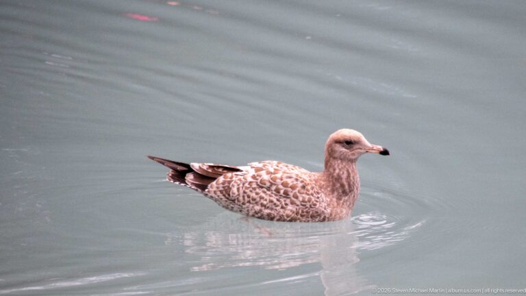 A mottled brown-and-cream gull floats on pale water, leaving a small circular wake.