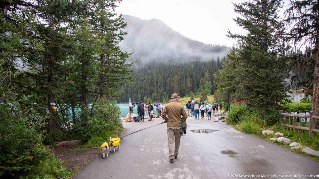 A visitor walks two yellow-coated beagles along a wet path toward Lake Louise and other visitors.