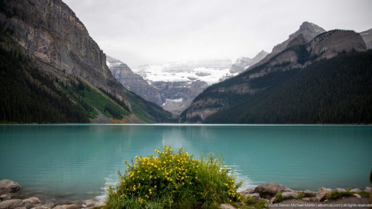 Yellow flowers on a rocky point frame Lake Louise and Victoria Glacier between forested mountain slopes.