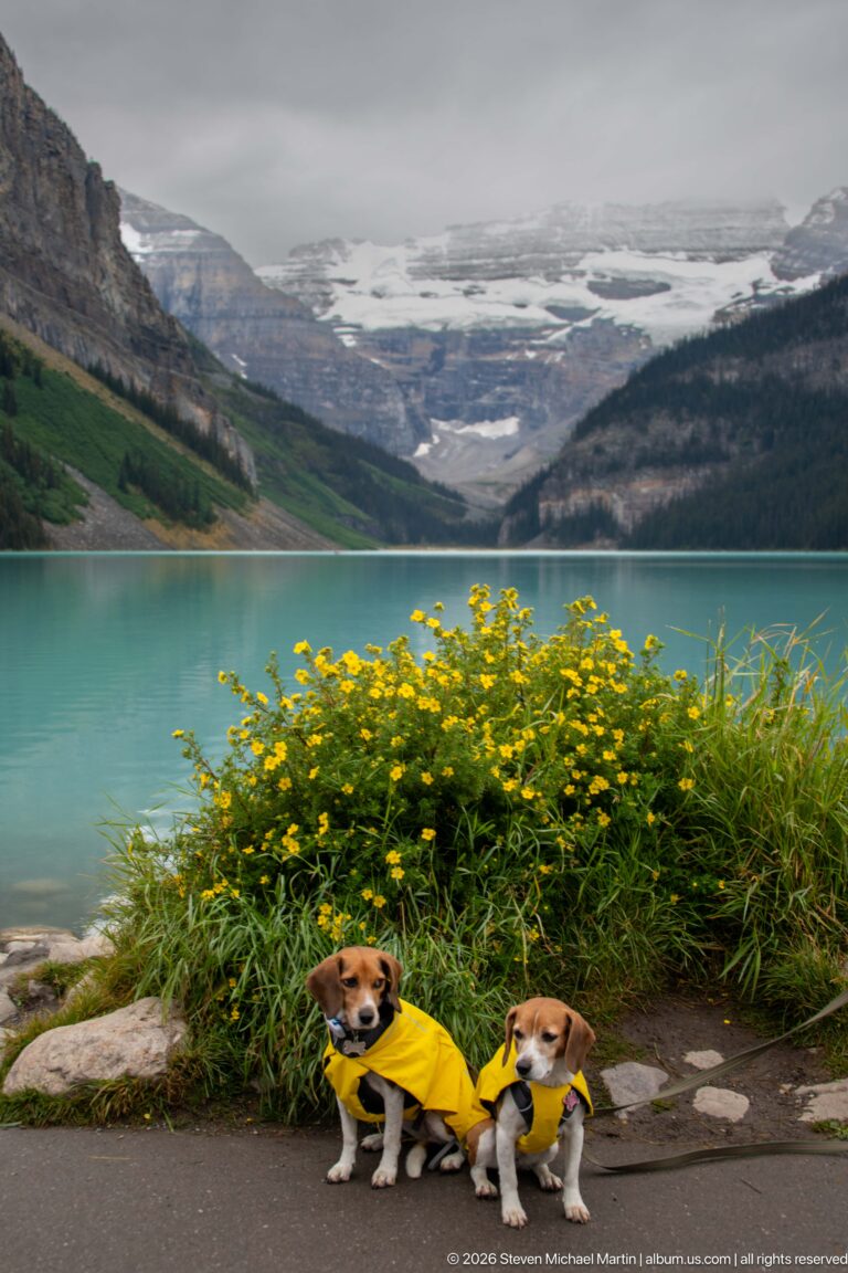 Two beagles in yellow raincoats sit on a paved lakeshore below yellow flowers and grasses.