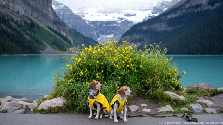 Two beagles in yellow coats sit among shoreline flowers beside Lake Louise, with the glacier in the distance.