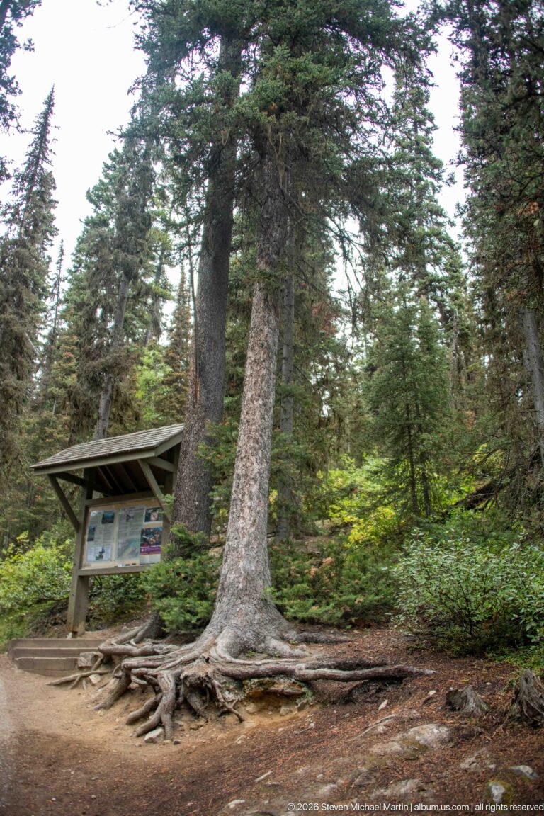 A roofed trail kiosk stands beside a large rooted conifer on a forest path.