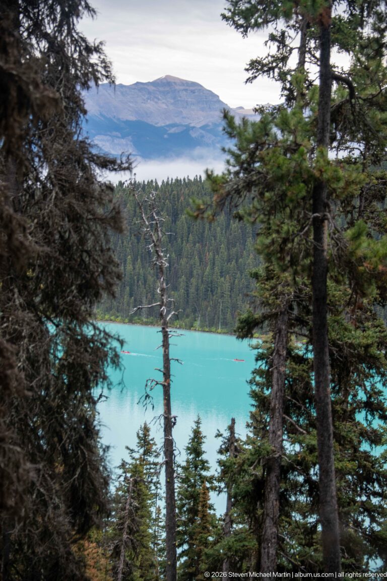 Turquoise Lake Louise appears between conifer trunks from a wooded viewpoint above the shore.