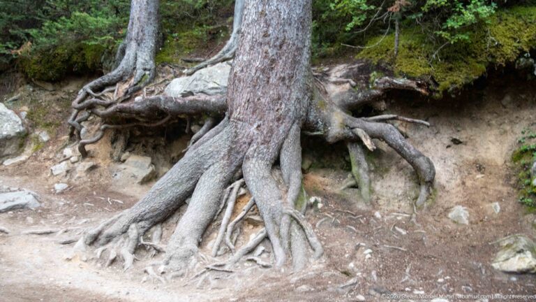 Thick conifer roots cross an eroded trail of pale soil and stones.