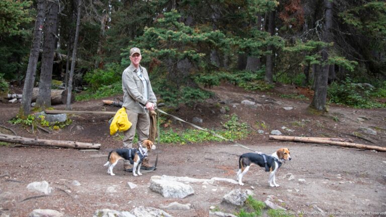 A hiker holds two leashed beagles in a forest clearing, with a yellow raincoat in hand.