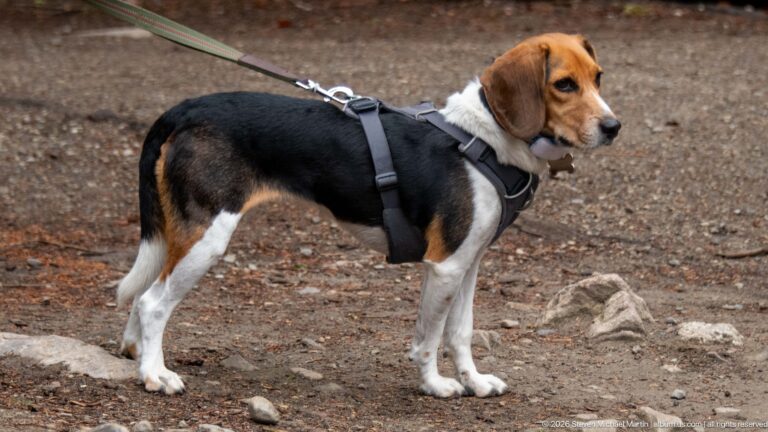 A tricolor beagle in a gray harness stands in profile on a dirt trail.
