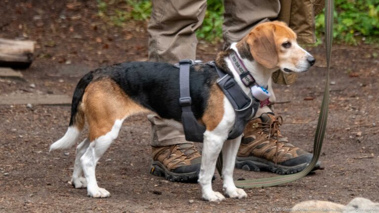 A tricolor beagle in a harness stands by its handler’s boots on a wooded trail.