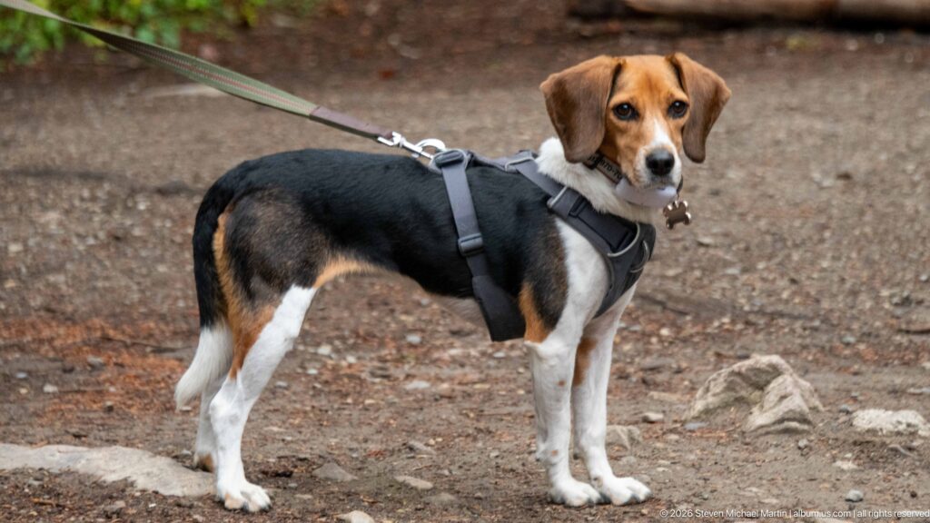 A tricolor beagle in a dark harness looks back while standing on a dirt trail.