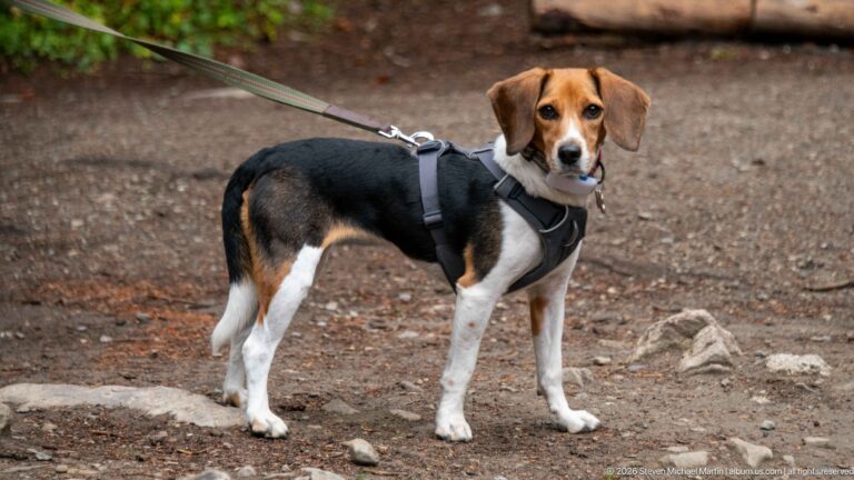 A tricolor beagle in a dark harness stands on a dirt-and-stone path with its leash leading out of frame.