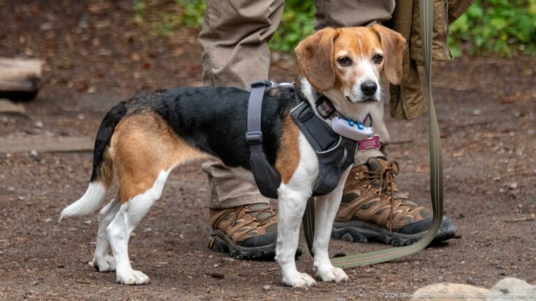 A tricolor beagle in a harness stands beside a hiker’s boots on a forest trail.