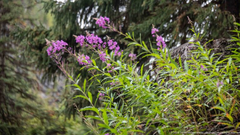 Magenta wildflowers rise on slender stems above green leaves against a shaded conifer forest.
