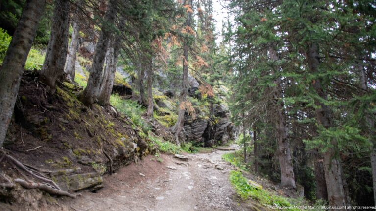 A rocky trail climbs between root-covered banks and dense conifers.